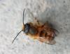 Osmia bicornis